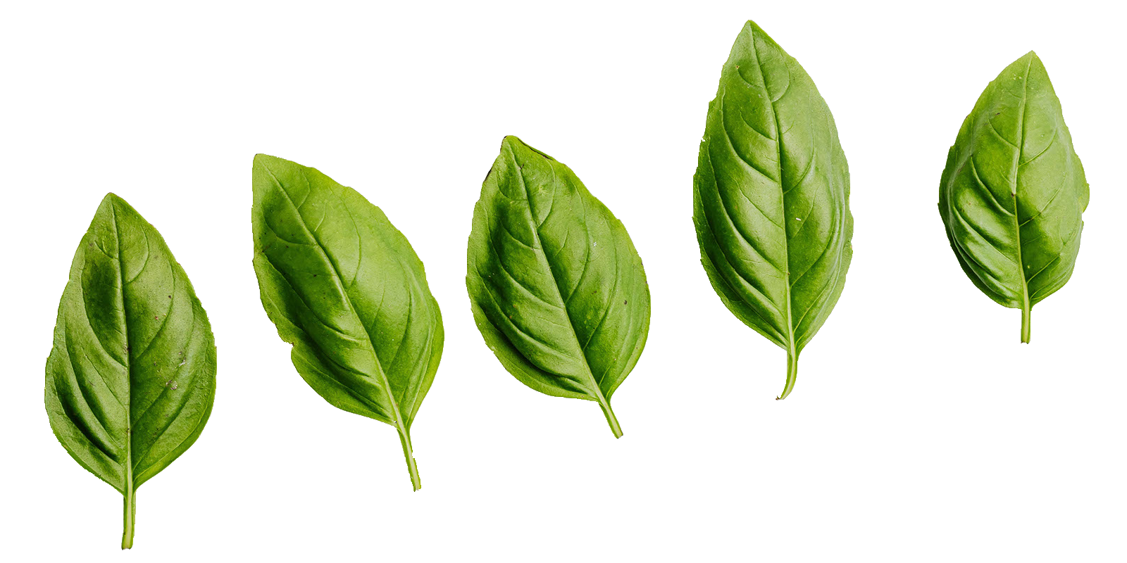 basil leaves